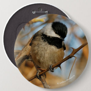 Cute Hopeful Black-Capped Chickadee Songbird 6 Cm Round Badge