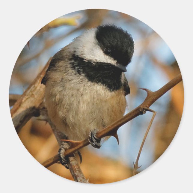 Cute Hopeful Black-Capped Chickadee Songbird Classic Round Sticker (Front)