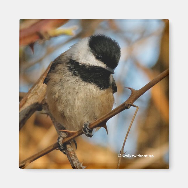 Cute Hopeful Black-Capped Chickadee Songbird Magnet (Front)