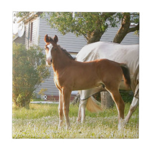 CUTE HORSE FOAL AND MARE CERAMIC TILE