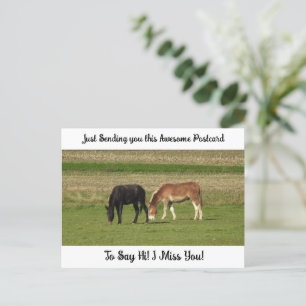 Cute Horse "I Miss YOU" Saying Hi Post Card