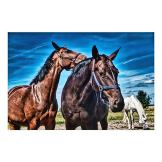cute horses Brown-Black-White hors Ranch, Paddock Photo Print