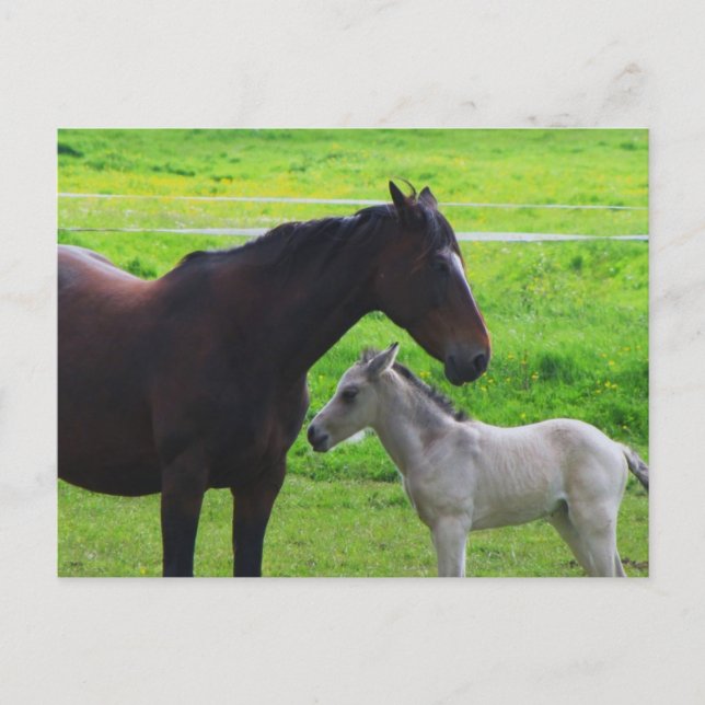 Cute Horses  Postcard (Front)