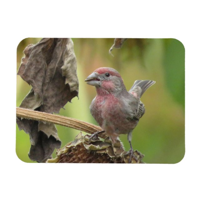 Cute House Finch Eating Sunflower Seed Magnet (Horizontal)