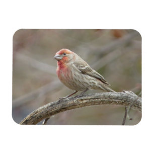 Cute House Finch Magnet