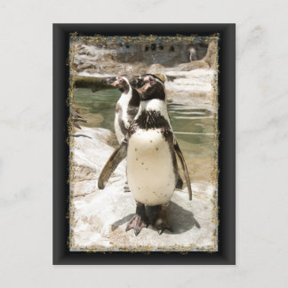 Cute Humboldt Penguin Postcards