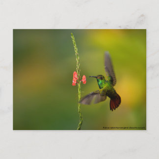 Cute Hummingbird and Flower, wildlife Costa Rica Postcard