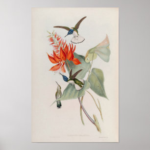 Cute Hummingbirds Florisuga Mellivora - John Gould Poster