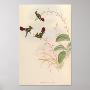 Cute Hummingbirds Lophornis Verreauxi - John Gould Poster