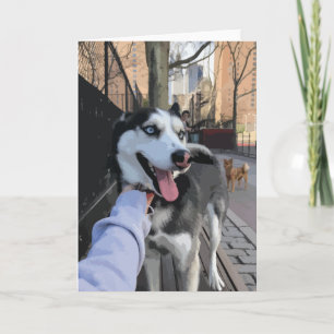 Cute Husky At A Dog Park With Tongue Out New York Card