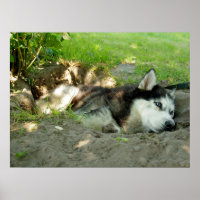 Cute Husky Dog Lying In The Sand