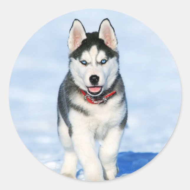 Cute Husky Puppy Dog Classic Round Sticker (Front)