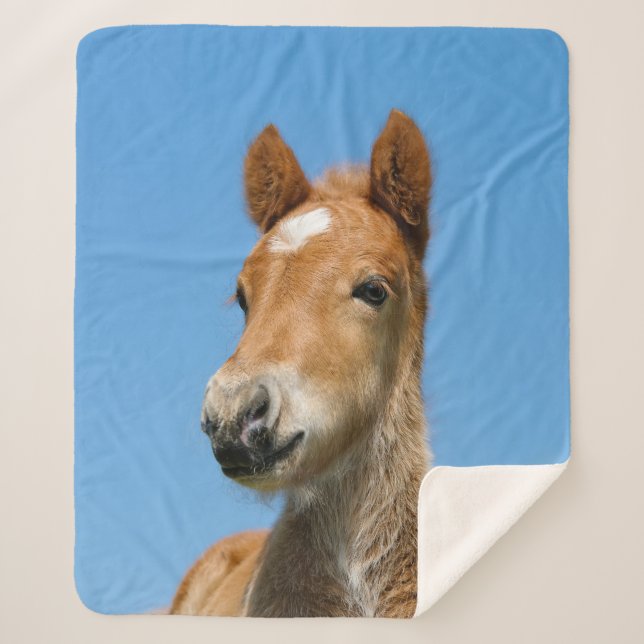 Cute Icelandic Horse Foal Pony Head Front Photo .. Sherpa Blanket (Front)
