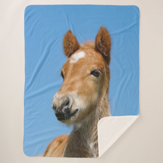 Cute Icelandic Horse Foal Pony Head Front Photo -- Sherpa Blanket (Front)