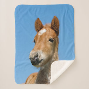 Cute Icelandic Horse Foal Pony Head Front Photo Sherpa Blanket