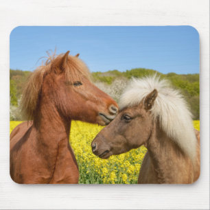 Cute Icelandic Horses Cuddle in a Spring Meadow - Mouse Pad