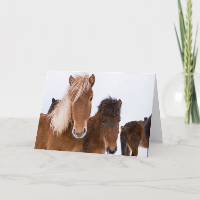 Cute Icelandic Horses Together Card (Front)