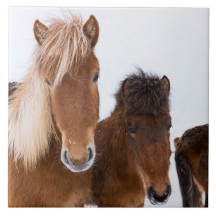 Cute Icelandic Horses Together Ceramic Tile