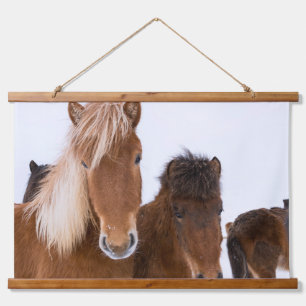 Cute Icelandic Horses Together Hanging Tapestry
