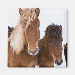 Cute Icelandic Horses Together Magnet