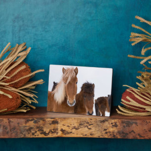 Cute Icelandic Horses Together Plaque
