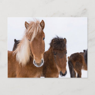 Cute Icelandic Horses Together Postcard