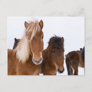 Cute Icelandic Horses Together Postcard