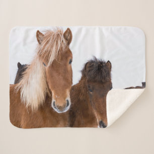 Cute Icelandic Horses Together Sherpa Blanket