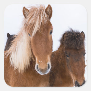 Cute Icelandic Horses Together Square Sticker