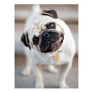 Cute Inquisitive Pug Design Postcard