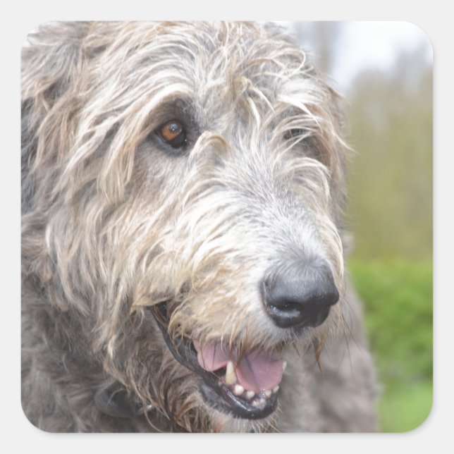 Cute Irish Wolfhound Square Sticker (Front)