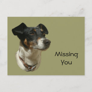 Cute Jack Russell Dog Postcard