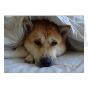 Cute japaneses akita under bed blankets