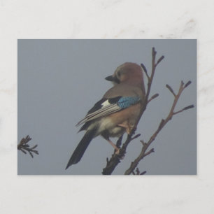 Cute Jay in Tree DIY Postcard