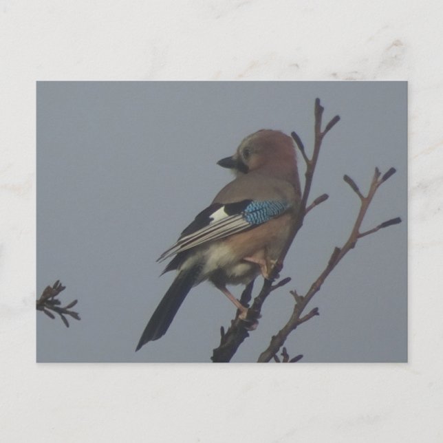 Cute Jay in Tree DIY Postcard (Front)