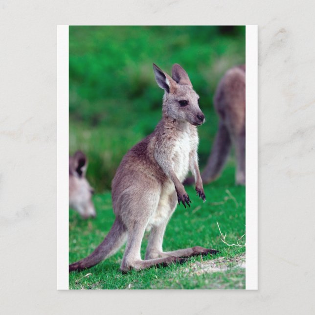 Cute joey baby Kangaroo Postcard (Front)