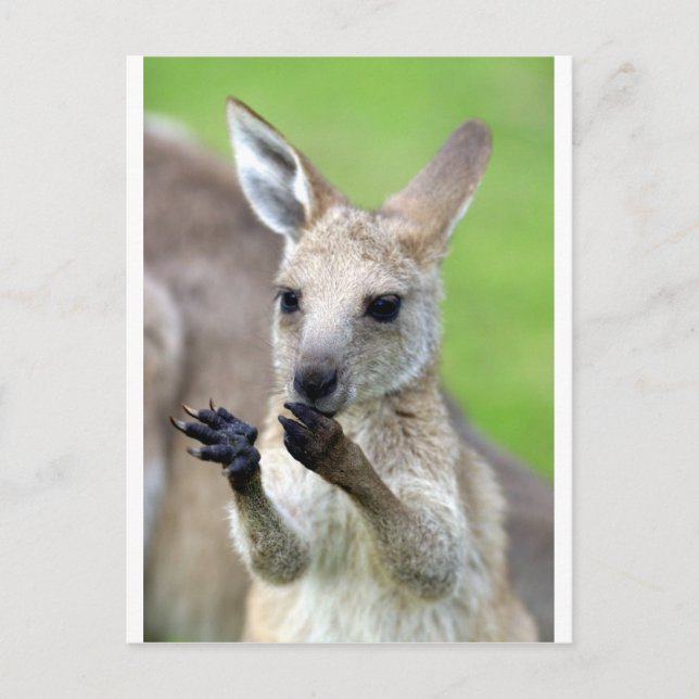 Cute joey kangaroo postcard (Front)