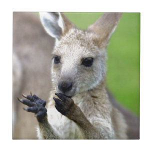 Cute joey kangaroo tile