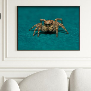 Cute Jumping Spider Photo Poster