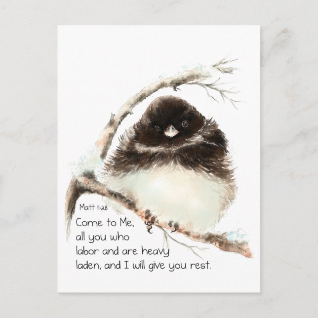 Cute Junco Bird, Scripture, Matt 11:28, Rest Postcard (Front)