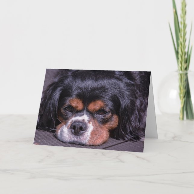 Cute  King Charles Cavalier Dog Birthday Card (Front)