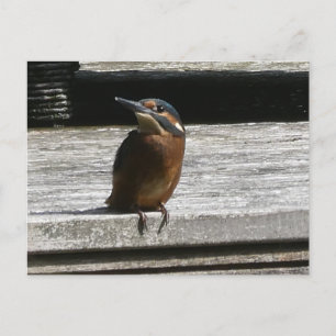 Cute Kingfisher Close Up DIY Postcard