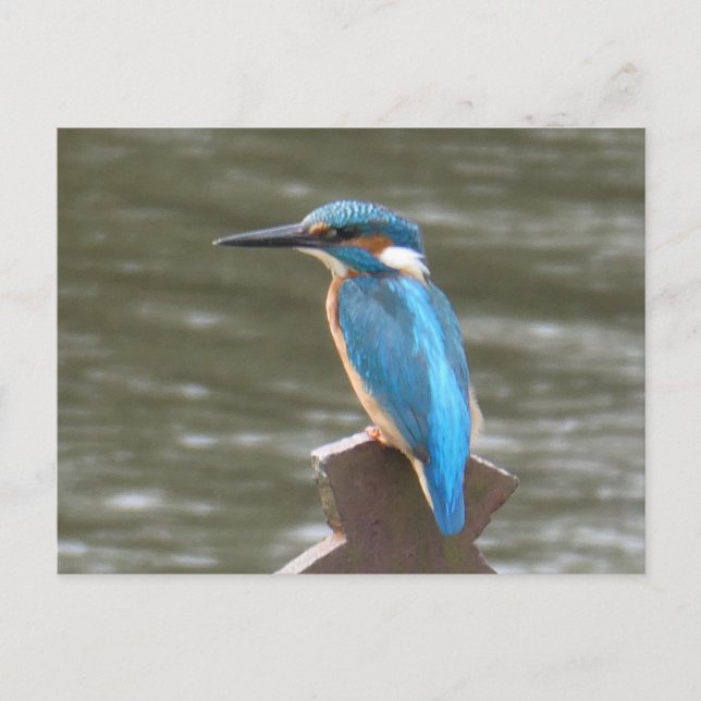Cute Kingfisher DIY Postcard (Front)