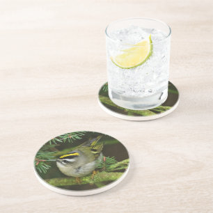 Cute Kinglet Songbird Causes a Stir in the Fir Coaster