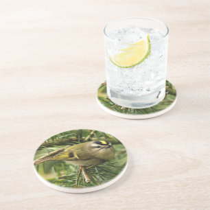Cute Kinglet Songbird Causes a Stir in the Fir Coaster