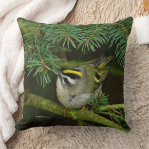 Cute Kinglet Songbird Causes a Stir in the Fir Cushion