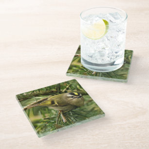 Cute Kinglet Songbird Causes a Stir in the Fir Glass Coaster