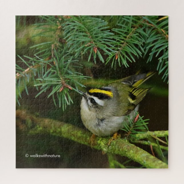 Cute Kinglet Songbird Causes Stir in the Fir Jigsaw Puzzle (Vertical)