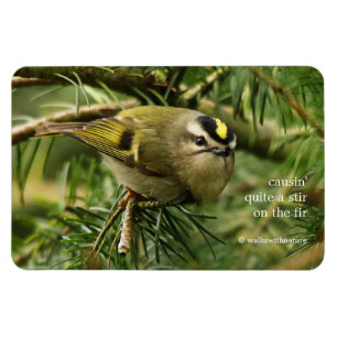 Cute Kinglet Songbird Causes Stir in the Fir Magnet