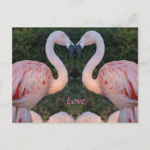 Cute Kissing Flamingo Photography Postcard